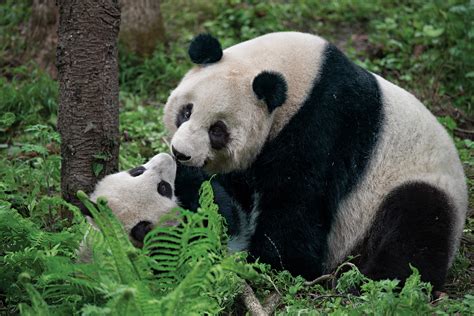 are pandas important to china